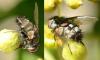 Aplomya confinis